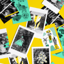 Alga Visual Lab postcards series. Ilustração tradicional, Design gráfico, Tipografia, Colagem, e Design floral e vegetal projeto de Hekla Studio - 16.02.2022
