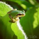 Pacific Tree Frogs: an indicator species viewpoint. Photograph, and Outdoor Photograph project by Tess Keith - 02.18.2022