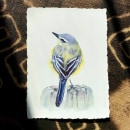 My project in Artistic Watercolor Techniques for Illustrating Birds course. Un projet de Illustration traditionnelle, Aquarelle, Dessin réaliste et Illustration naturaliste de Jade - 04.03.2022