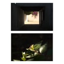Flores en verano. Un proyecto de Fotografía de Tomás Marco - 07.03.2022