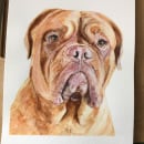 My project for course: Nancy,  Dogue de Bordeaux. Traditional illustration, Watercolor Painting, Realistic Drawing, and Naturalistic Illustration project by bev.willoughby - 03.22.2022