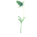 Botanical Illustration. Traditional illustration project by Stephanie Weste - 03.30.2022