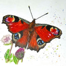 Peacock Butterfly. Un proyecto de Ilustración tradicional, Bellas Artes, Pintura, Pintura a la acuarela e Ilustración naturalista				 de Judy - 31.03.2022