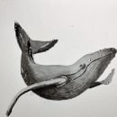 Mi Proyecto del curso: Técnicas de ilustración naturalista: ballenas en acuarela. Traditional illustration, and Watercolor Painting project by paulina - 04.19.2022