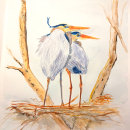 Great Blue Herons on nest. Pintura em aquarela projeto de Anne - 05.05.2022