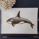 My project for course: Naturalist Illustration Techniques: Whales in Watercolor - Orca. Un proyecto de Pintura a la acuarela de Alysée Durand Robin - 16.05.2022