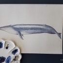 My project for course: Naturalist Illustration Techniques: Whales in Watercolor - Blue Whale . Un proyecto de Pintura a la acuarela de Alysée Durand Robin - 16.05.2022