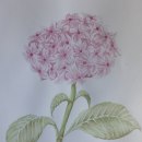 Hortensia. Acuarela. Traditional illustration project by latorreinma - 05.24.2022