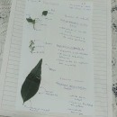 Mi proyecto del curso: Técnicas básicas de prensado botánico. Un projet de Artisanat, Beaux Arts, Collage, DIY , et Art floral et végétal de Priscila Mo Es - 08.08.2022