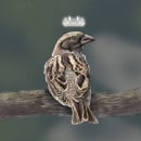 Sparrow Queen. Un proyecto de Ilustración tradicional de Amber Adendorff - 13.06.2022