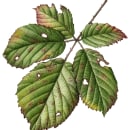 Leaf Portraits. Ilustração tradicional, Pintura em aquarela e Ilustração botânica projeto de Julia Trickey - 24.06.2022