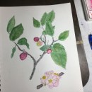 My project for course: Illustrating Nature with Watercolor and Pen. Traditional illustration, Fine Arts, Painting, Drawing, Watercolor Painting, and Botanical Illustration project by Tom - 08.11.2022