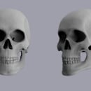  human skull. Design, 3D, and Figure Drawing project by sabicogu - 08.13.2022