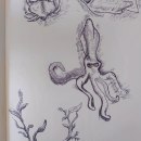 Mediterranean Sea Creatures in pen.. Ilustração tradicional projeto de Stuart Wilson - 24.08.2022