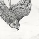 A Eulogy for Animals lost - Drawings for an exhibition about wildlife trafficking. Un progetto di Illustrazione tradizionale, Belle arti, Disegno a matita, Disegno, Disegno realistico, Disegno artistico e Illustrazione naturalistica di Amy Dover - 24.08.2022