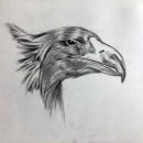 Eagle Pencil Drawing. Un projet de Dessin au cra, on , et Dessin de Suki Sara - 11.09.2022