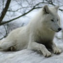 Loup blanc. Fotografia projeto de Nicole Ischer - 16.09.2022