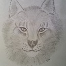 My project for course: Naturalistic Animal Drawing with Graphite Pencil. Traditional illustration, Pencil Drawing, Drawing, and Naturalistic Illustration project by Janis Dolan - 09.30.2022