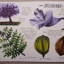 Estudio de la Jacaranda. Un proyecto de Ilustración tradicional, Pintura a la acuarela, Ilustración botánica y Sketchbook de Irene T. R. - 26.10.2022