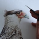 Carancho / Crested caracara. Illustration, Fine Arts, Painting, and Watercolor Painting project by Antonia Reyes Montealegre - 10.26.2022