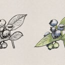 Sketching plants & fruit. Un projet de Illustration traditionnelle, Dessin au cra, on , et Dessin de Warren Mattmann - 25.12.2021