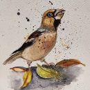 Appelvink. Traditional illustration project by bertineke - 11.18.2022