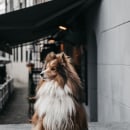 Vegas, my handsome dog . Fotografia, Fotografia para Instagram, Fotografia documental, Fotografia Lifest, e le projeto de Benedicta Smit - 27.11.2022