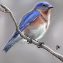 Bird on branch photo study. Procreate, sketch and watercolor. . Illustration project by P.J. Shotts - 11.24.2022