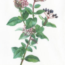 Viburnum tinus . Illustration, Watercolor Painting, and Botanical Illustration project by Georgina Taylor - 12.07.2022