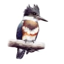 Belted Kingfisher. Fine Arts project by Cole McNair - 12.14.2022