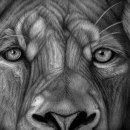 African Male Lion Ein Projekt aus dem Bereich Bildende Künste von Cole McNair - 14.12.2022