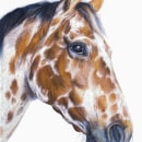 Appaloosa Horse Ein Projekt aus dem Bereich Bildende Künste von Cole McNair - 14.12.2022