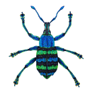 Beetle studies. Ilustração tradicional, e Desenho projeto de Irina Petrova Adamatzky - 15.12.2022