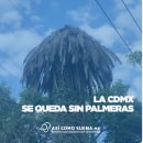 La Ciudad de México se queda sin palmeras . Script, Non-Fiction Writing, and Podcasting project by Julieta García González - 12.23.2022