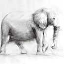 Elefante con carboncillo. Desenho, Ilustração com tinta e Ilustração naturalista projeto de Laura Gallofré - 16.01.2023