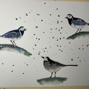 My project for course: Artistic Watercolor Techniques for Illustrating Birds. Un projet de Illustration traditionnelle, Aquarelle, Dessin réaliste et Illustration naturaliste de jcspender - 18.01.2023