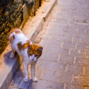Morocco Cats. Photograph, Photo Retouching, Digital Photograph, Outdoor Photograph, Instagram Photograph, Documentar, and Photograph project by Angie Milena Alfonso Salamanca - 01.22.2023