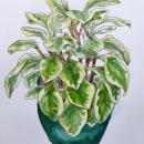 My course project for Botanical Sketchbooking. Ilustração tradicional projeto de Catherine Ward - 28.01.2023