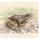 Grenouille - Encre et aquarelle - 2023. Traditional illustration, Drawing, Watercolor Painting, Realistic Drawing, and Naturalistic Illustration project by Domi B - 02.03.2023
