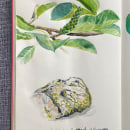 My project for course: Illustrated Travel Sketchbook: Recording Nature. Pencil Drawing, Drawing, Watercolor Painting, Sketchbook, and Naturalistic Illustration project by inesanna - 02.03.2023