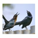 Grackles in the sun. Writing, Creativit, Stor, telling, Narrative, and Creative Writing project by xocopismo - 02.08.2023