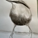 My project for course: Artistic Watercolor Techniques for Illustrating Birds. Traditional illustration, Watercolor Painting, Realistic Drawing, and Naturalistic Illustration project by Livia Olfar - 03.03.2023