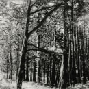 Continuidad de los bosques. Un proyecto de Fotografía, Bellas Artes, Estampación y Grabado de Juan Lara Hierro - 30.04.2009