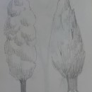 Esbossos arbres . Un proyecto de Ilustración tradicional de Nerea Iznájar Blázquez - 09.03.2023