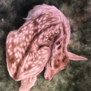 Mammals - Drybrush Technique. Brush Painting project by Valentina Grilli - 03.19.2023