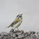 Birds Series - Drybrush Technique. Brush Painting projeto de Valentina Grilli - 19.03.2023
