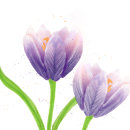 Water color crocus . Traditional illustration, Painting, Watercolor Painting, and Botanical Illustration project by Vanessa Bandeira - 07.31.2022