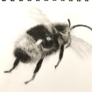 Charcoal Bee. Ilustração tradicional, Pintura, e Desenho artístico projeto de Jane - 04.04.2023