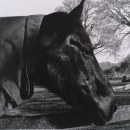 Black Horse. Fotografia, Artes plásticas, e Fotografia analógica projeto de Milagros Canduelas Rios - 10.04.2023