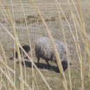 The Sheep Song Ein Projekt aus dem Bereich Fotografie von Anna Rohova - 12.04.2023